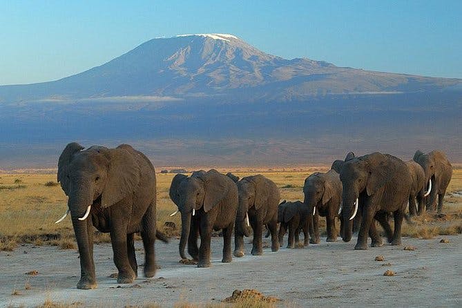 Day Tour to Amboseli National Park