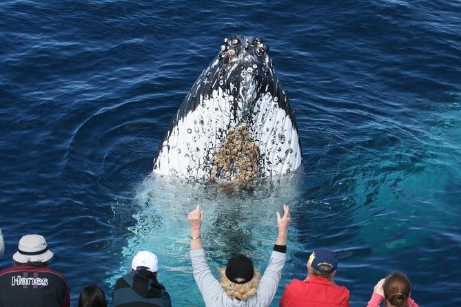 Whale Watching Tour with Spirit of Gold Coast 