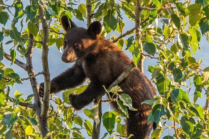 Jasper Evening Wildlife Tour