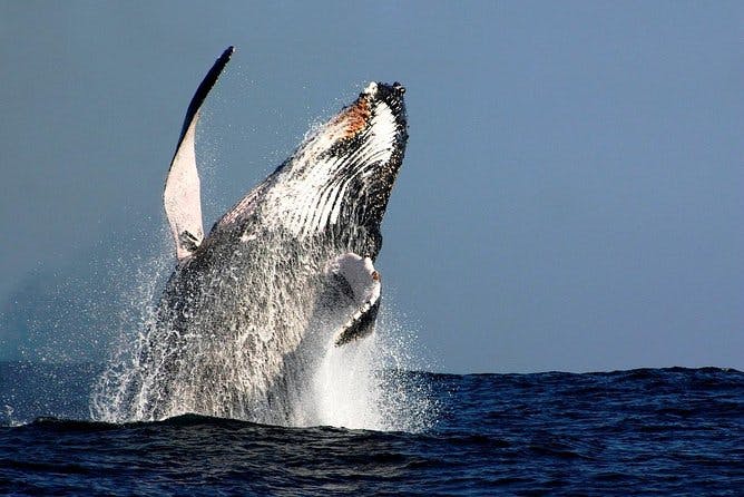 Sydney Whale-Watching Cruise Including Lunch or Breakfast