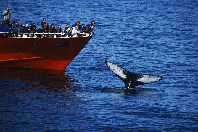 The Original Classic Whale Watching from Reykjavik