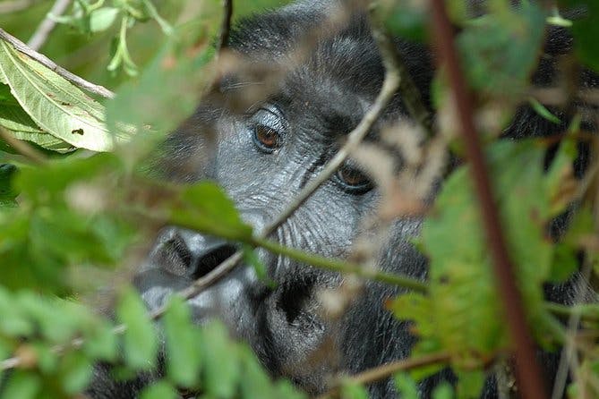 5 Days Gorilla Safari Uganda