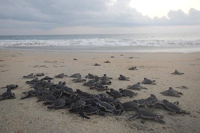 Preserving Baby Sea Turtles And Filling You With Energy In Bioluminescent Lights