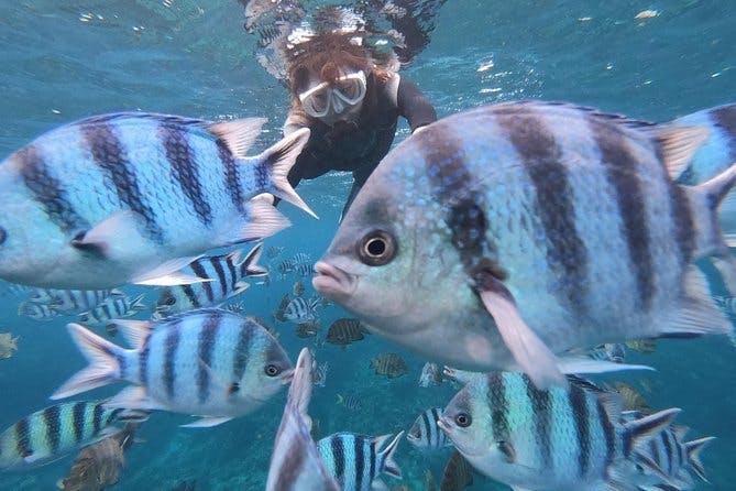 Popular blue cave snorkel! [Okinawa Prefecture] Feeding & photo image free! English, Chinese guide available!