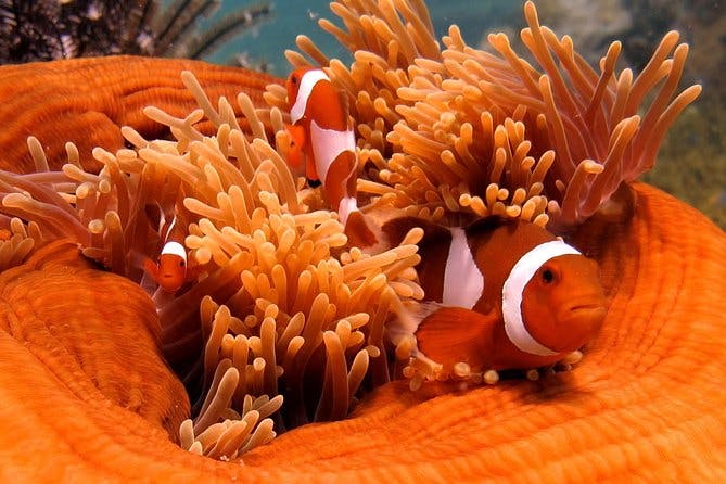 Guided Snorkeling Day Trip, Kota Kinabalu, Sabah, Malaysia