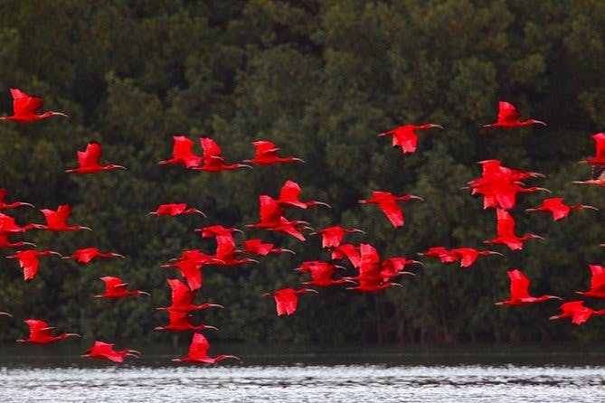 Caroni Bird Sanctuary Tour