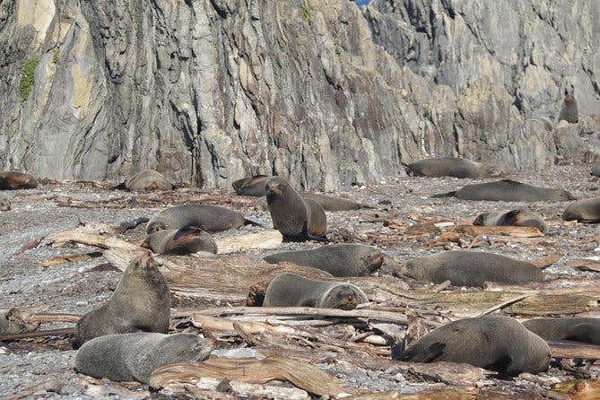 Seal Coast Safari Tour by 4WD 