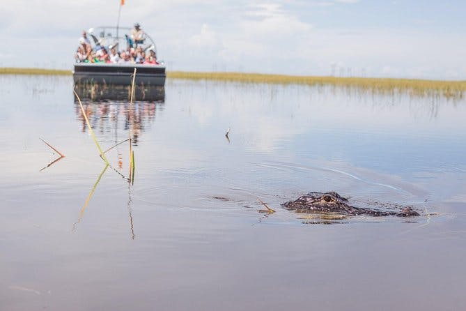 Florida Everglades Airboat Adventure and Wildlife Encounter