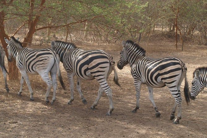 Half-Day Somone Lagoon and Bandia Park Safari from Dakar