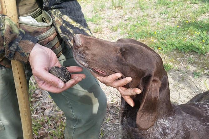 Truffle Hunt & Bio Lunch in Assisi