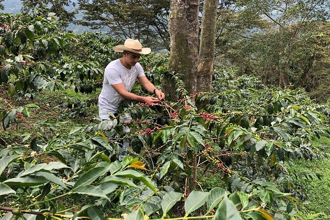 Coffee Farm and Salento Walking Tour with Lunch 