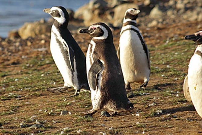 Penguin colony in Ushuaia