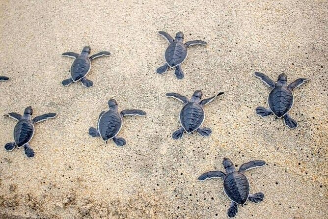 Turtle Release Playa Blanca