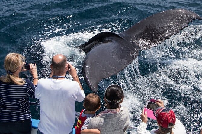 Whale-Watching Cruise from Newport Beach