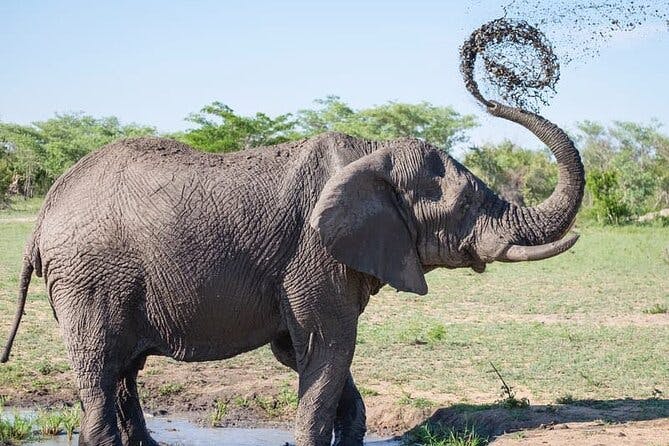 Full-day Safari Tour in Chobe