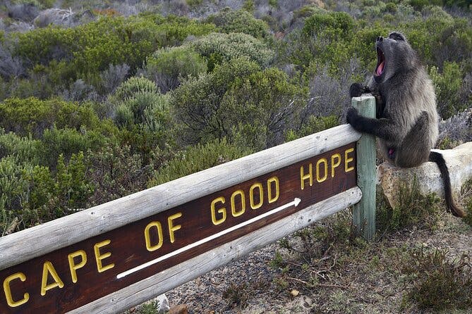 Cape of Good Hope & Boulder Penguins Full-Day Tour from Cape Town