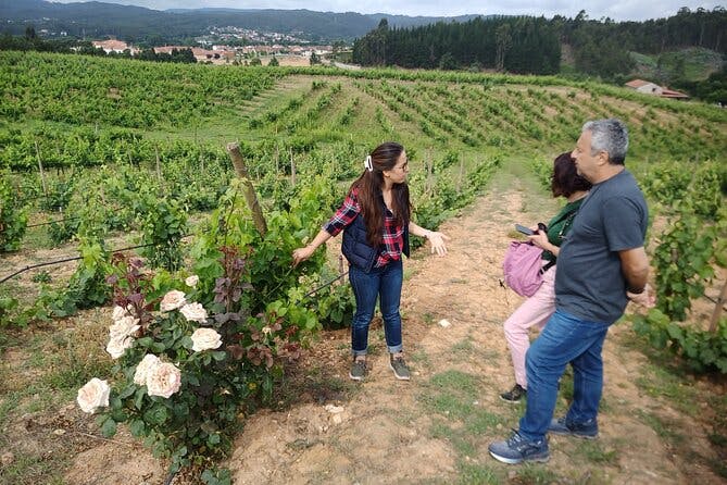 Dão Wine Route experience, full-day from Coimbra