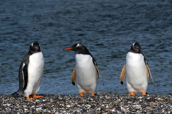 Catamaran Tour through the Beagle Channel and Penguins in Isla Martillo