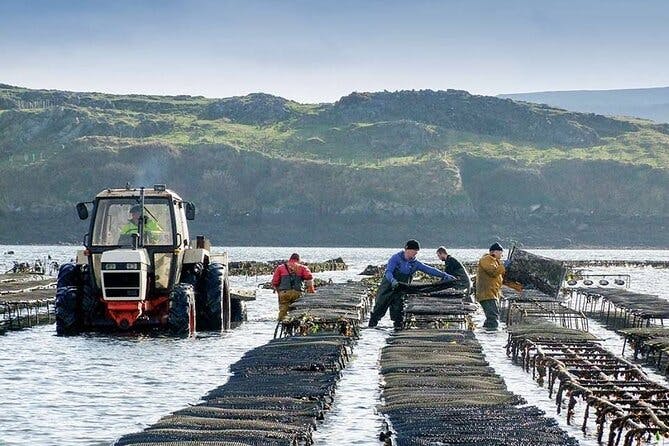 Oyster Farm and Tasting Experience