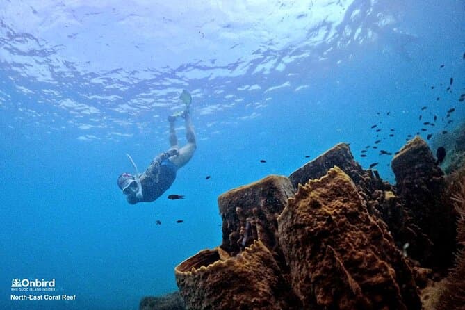 PRO-SNORKELING to Explore Hidden Coral Reefs (MAX 10 PAX)