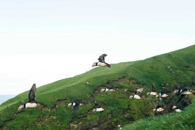 Puffin Safari Boat Tour