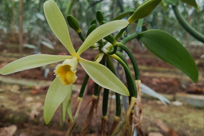 Full day at Hacienda cacaoymango and vanilla greenhouse.