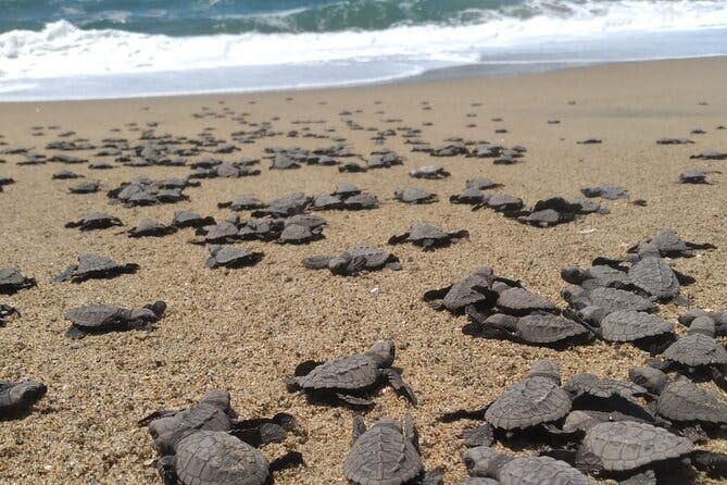 Baby Sea Turtle Releasing Sightseeing Tour with Luis de la Maza