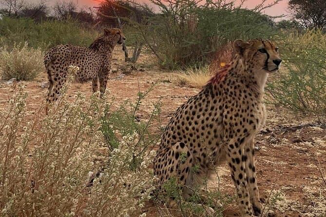 Windhoek Carnivore experience Feeding half day Tour