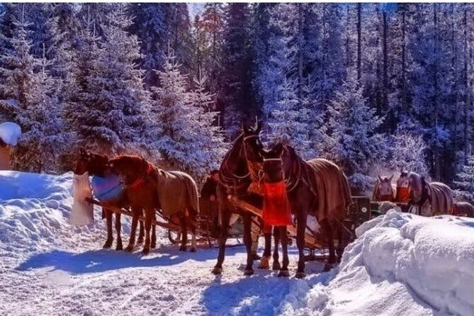 Zakopane Sleigh Ride in Tatra Mountains