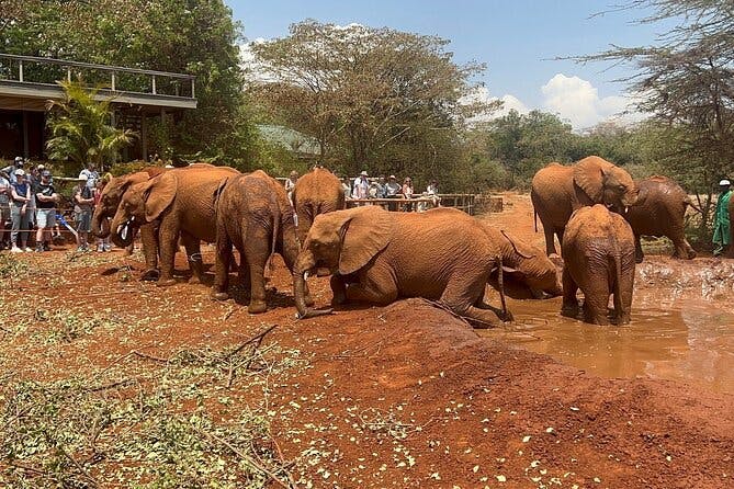 Nairobi National Park, Baby Elephant Orphanage and Giraffe Center