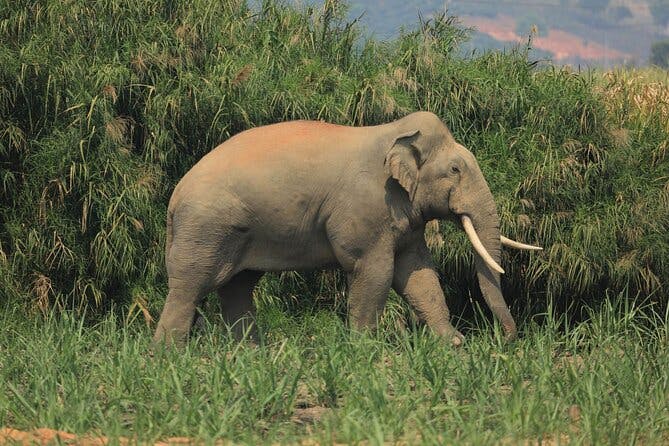 Elephant keeper programs with Kuang si waterfall in Laos