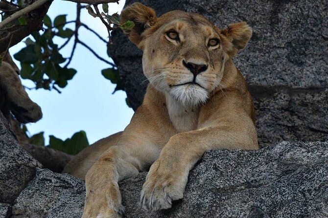 Big Five Classic Safari in Tanzania **Sustainable Travel approach