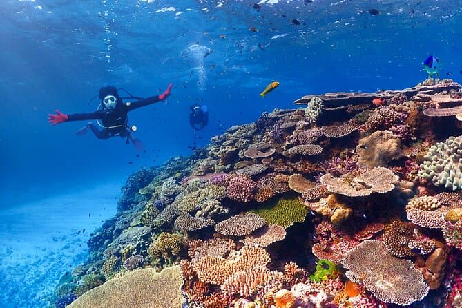 Okinawa: Scuba Diving Tour with Wagyu Lunch and English guide