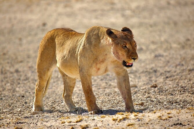 5 days Sossusvlei, Swakopmund and Etosha NP Lodging 