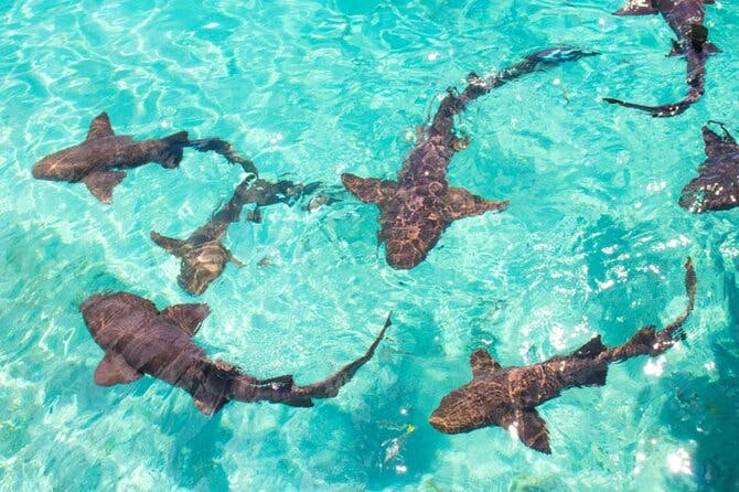 Nurse Shark Snorkelling 